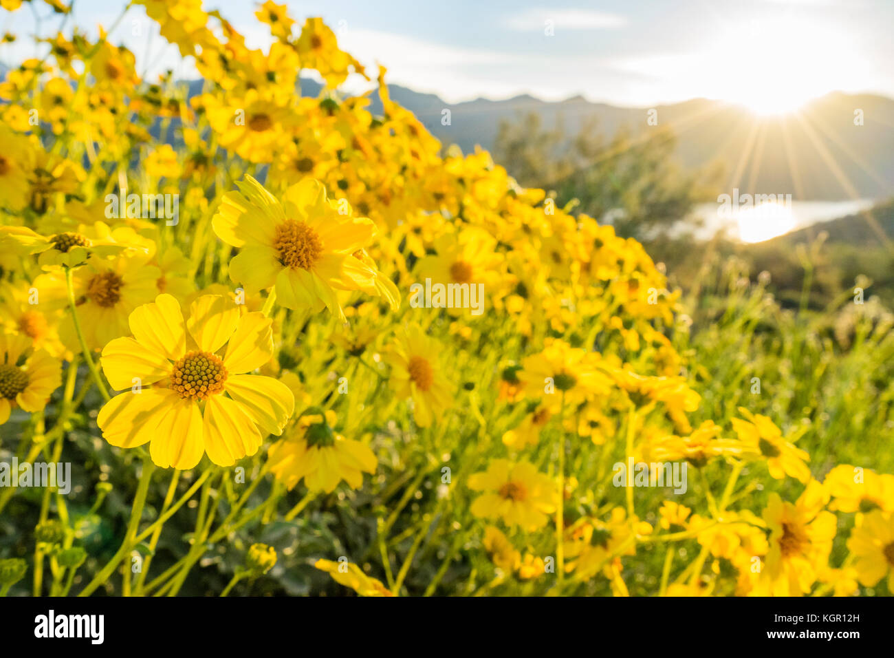 Weitwinkelansicht brittlebush Blüten im Gegenlicht mit Sun in der Nähe von Bartlett Lake Gebiet des Tonto National Forest nord-östlich von Phoenix, Arizona, USA. Stockfoto