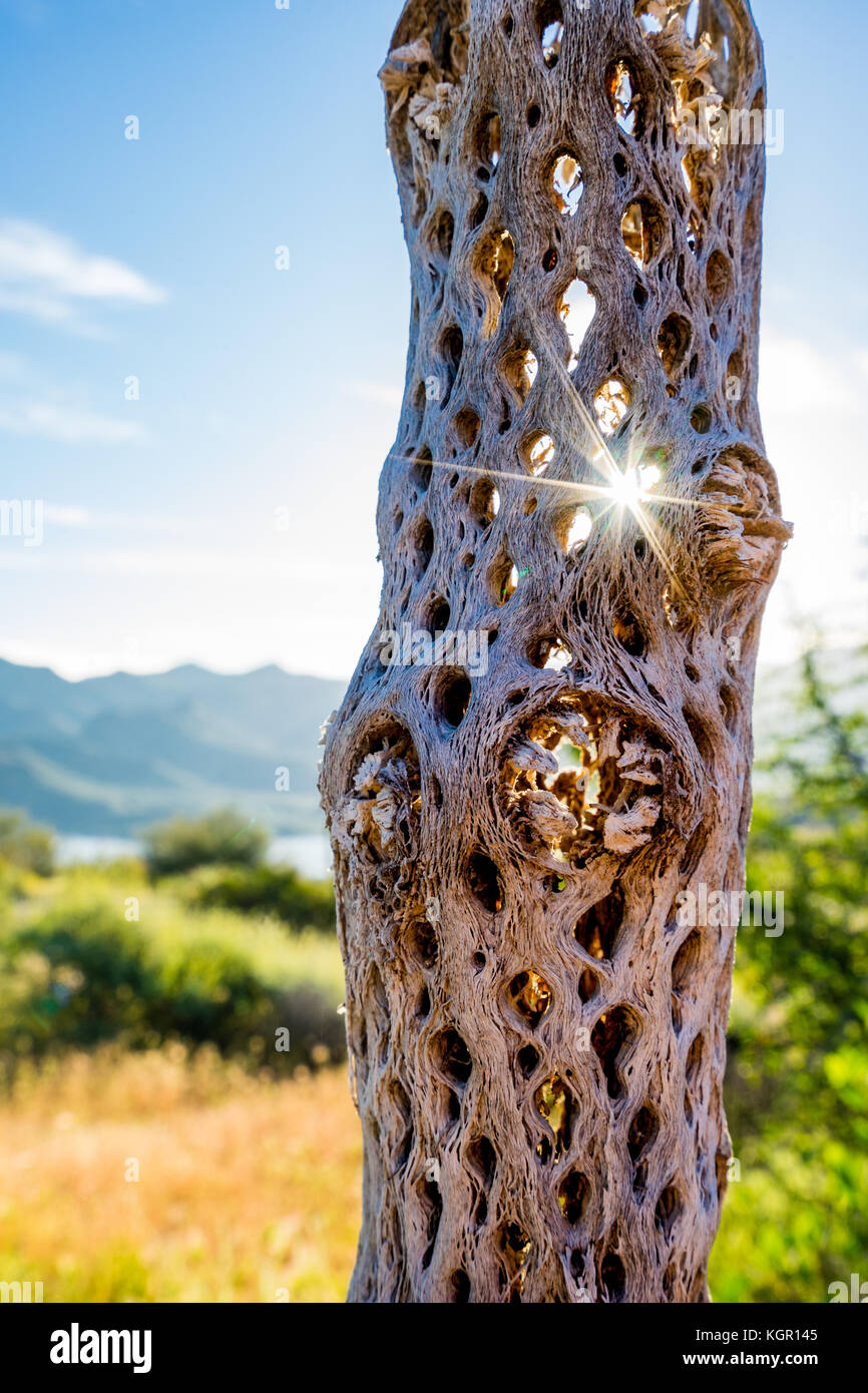 Sun Star Sonnenstrahlen scheinen durch die Bohrungen in cholla Cactus  Skelett in der Nhe von Bartlett Lake im Tonto National Forest in Maricopa  County in der Nhe von Phoenix, Arizona Stockfotografie -