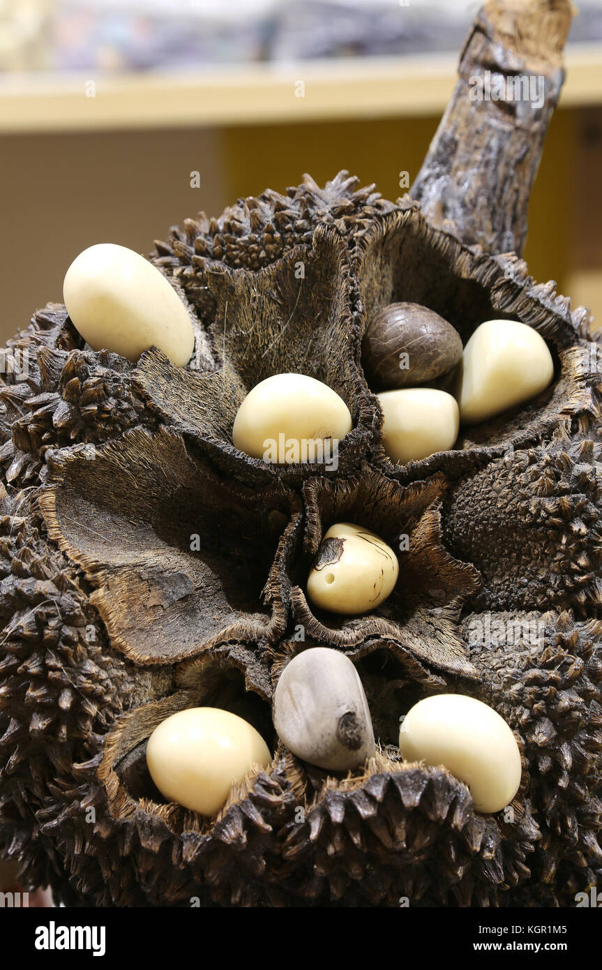 Große Samen der Pflanze aus Tagua mit großen Samen auch bekannt als Anlage Elfenbein Stockfoto