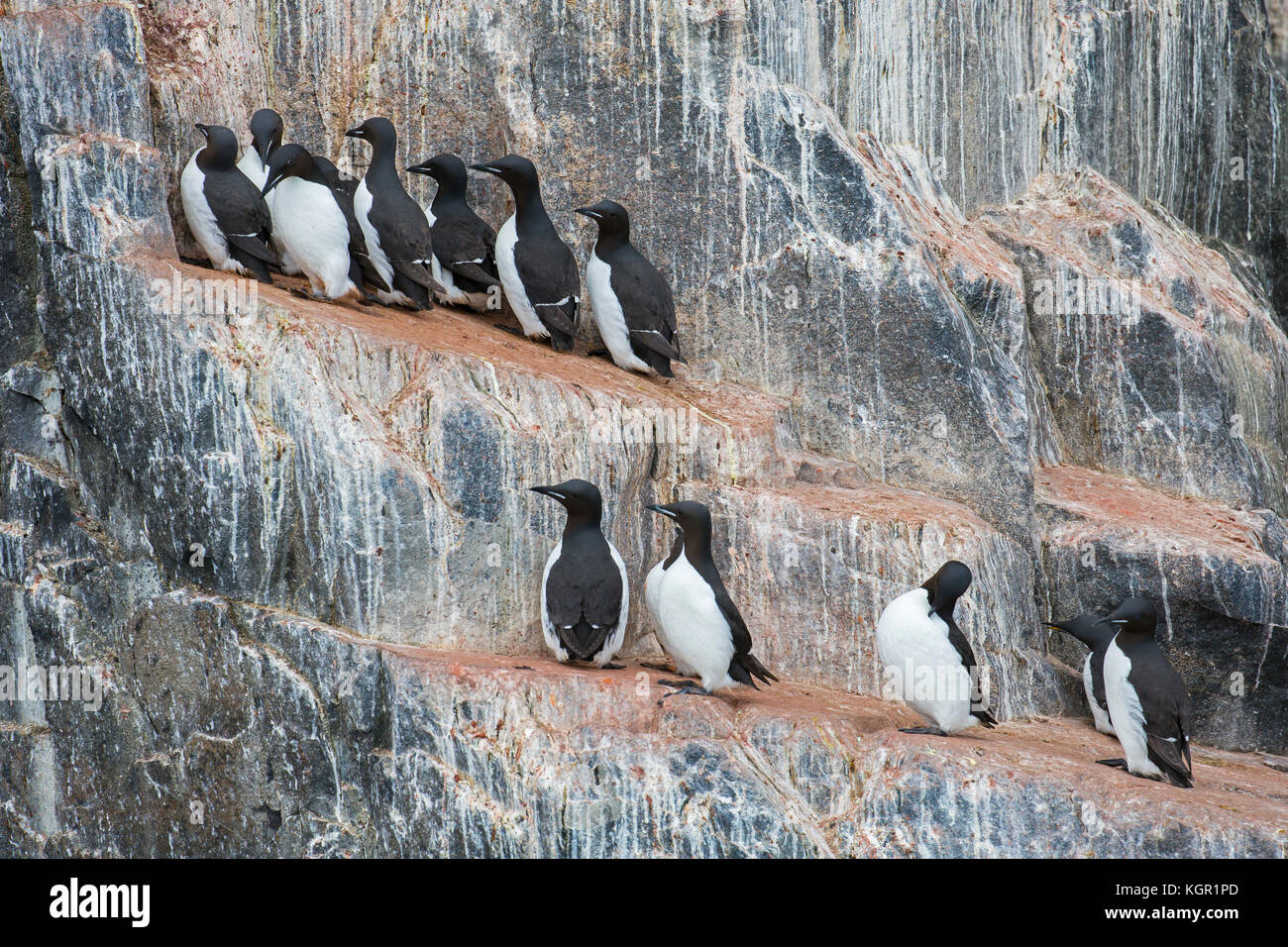 Dickschnabelmurren / Brünnichs Guillemoten (Uria lomvia) auf Felsvorsprung in Meeresklippe in Seevögelkolonie, Alkefjellet, Hinlopenstraße, Svalbard, Norwegen Stockfoto