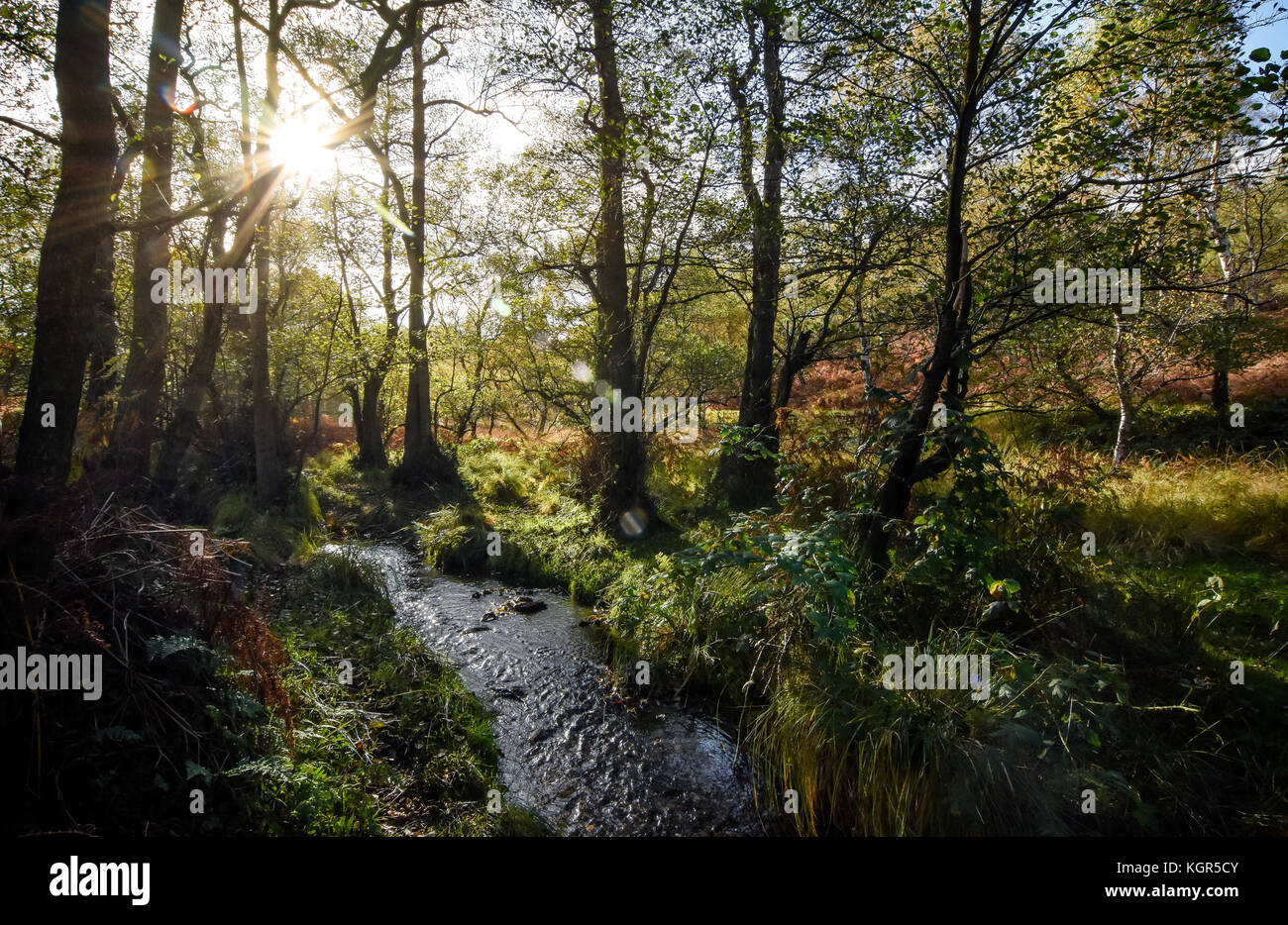 Schöne naural Datenstrom über einen Herbst Landschaft, England, Großbritannien Stockfoto