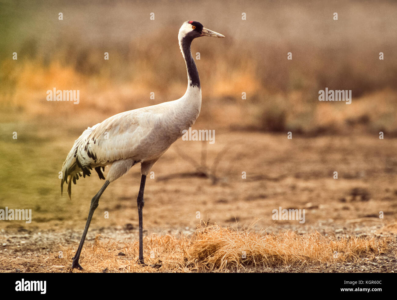 Kranich (Grus Grus), Velavadar Nationalpark, Gujarat, Indien. Stockfoto Kranich (Grus Grus), Velavadar Nationalpark, Gujarat, Indien. Stockfoto