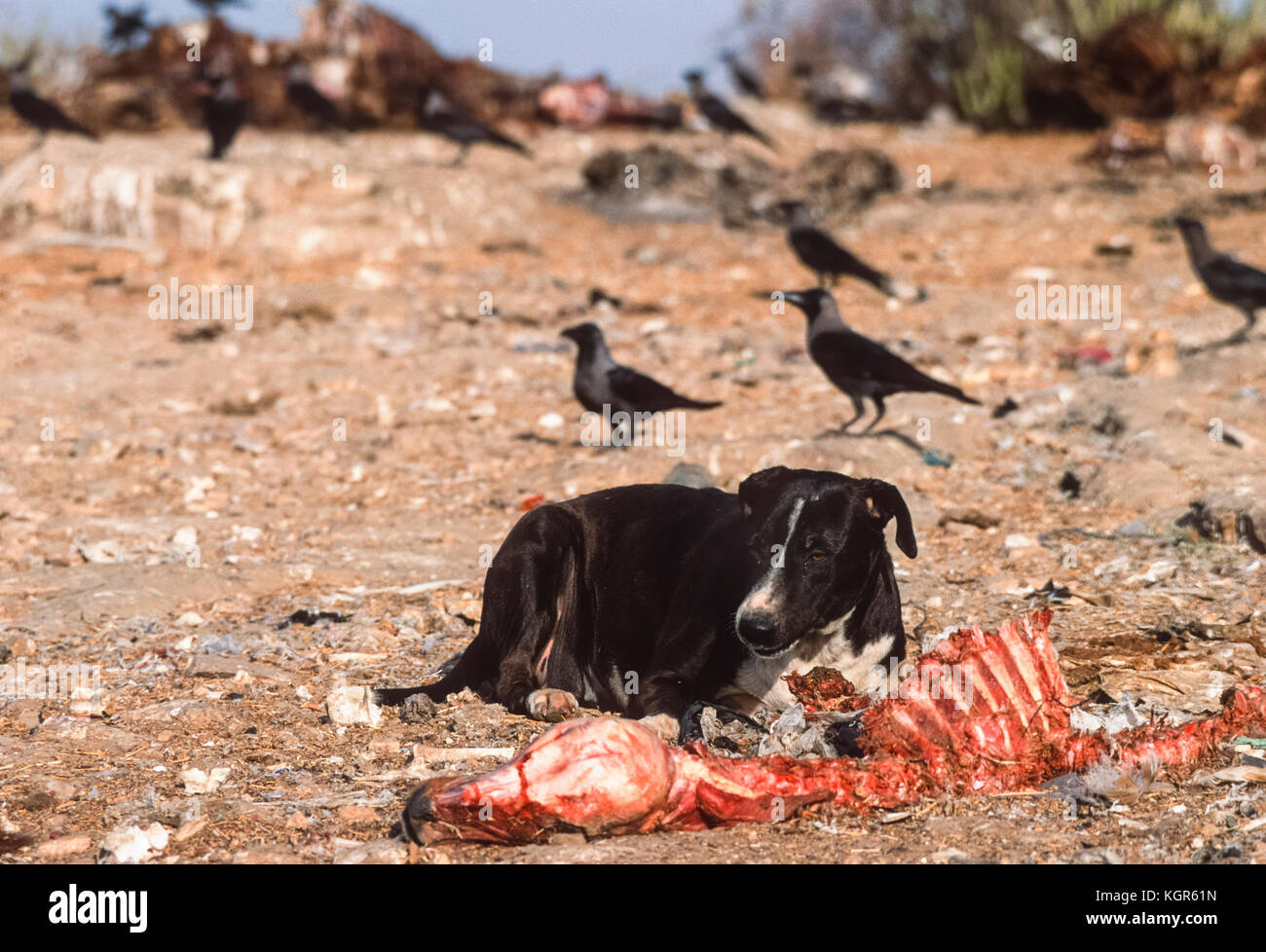 Wilde Hund (Canis familiaris oder Canis Lupus Familiaris), Scavenging auf Schlachtkörper Tier dump, Rajasthan, Indien Stockfoto