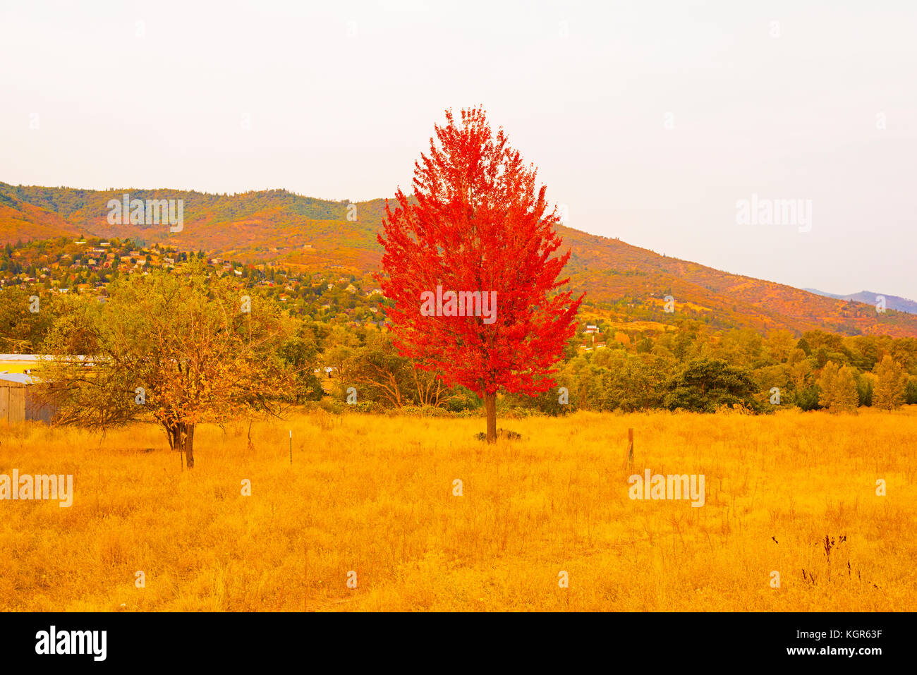 Oregon Herbst rot orange gelb Laub Stockfoto