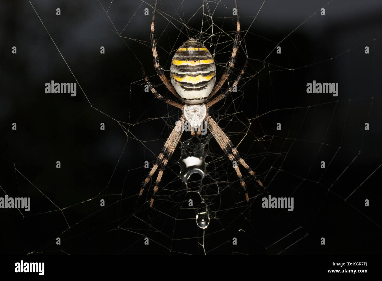 Argiope Spider Stockfoto