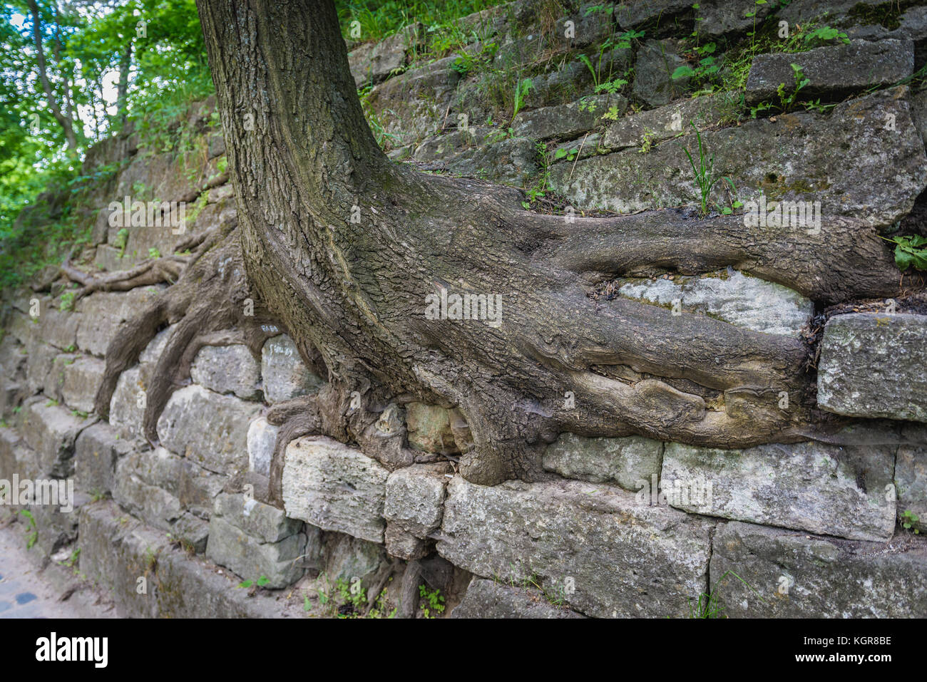 Baum in der Burg Park auf einem Burgberg in Lviv Stadt, größte Stadt in der westlichen Ukraine Stockfoto