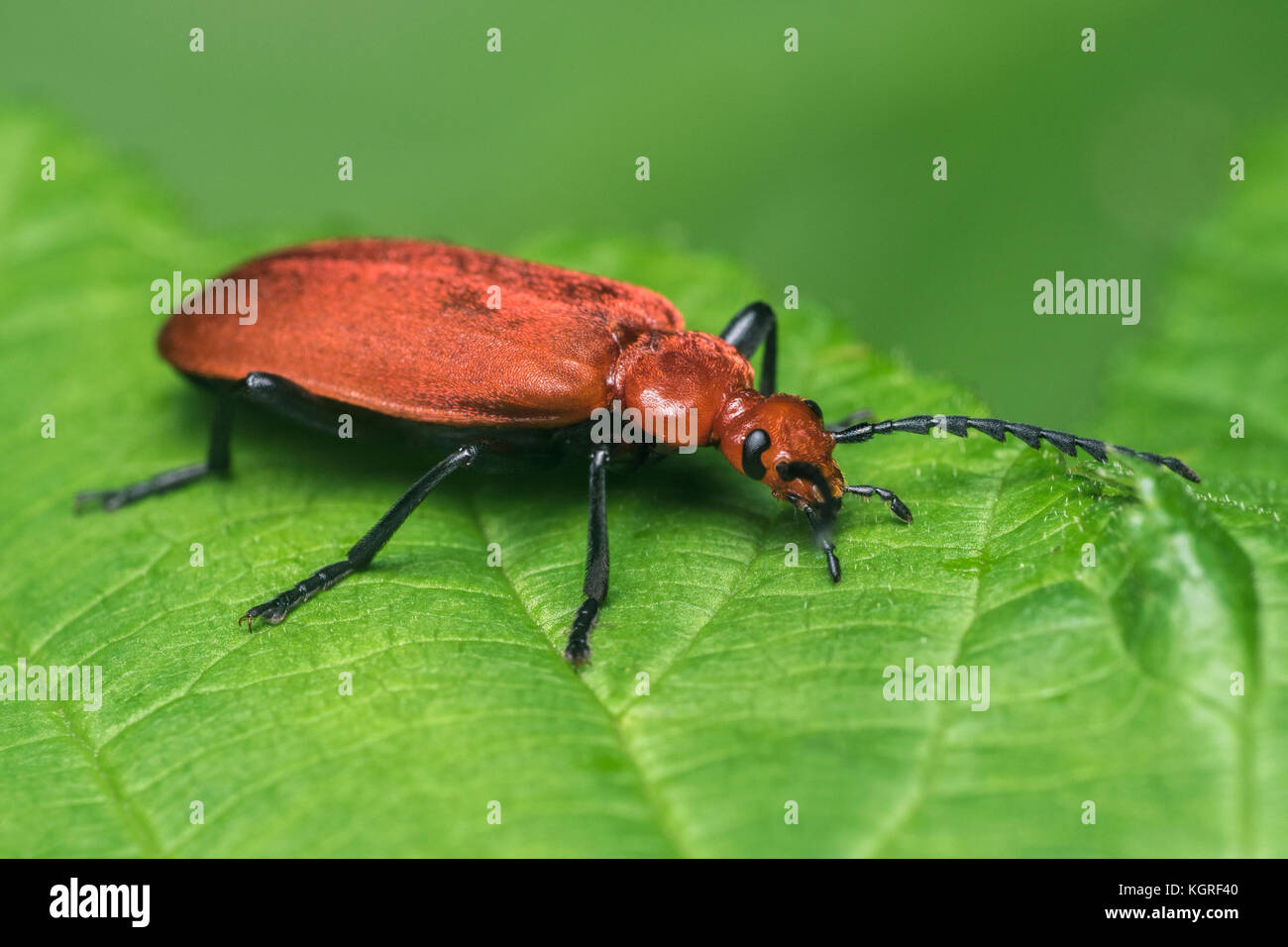Rothaarige Kardinal Käfer (Pyrochroa serraticornis) ruht auf dornbusch Blatt. Tipperary, Irland Stockfoto