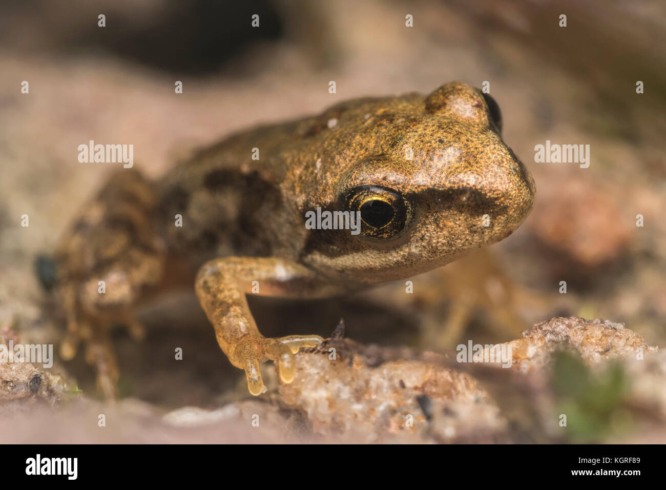 Gemeinsame Froglet (Rana temporaria) ruht auf Sandstein. Tipperary, Irland Stockfoto