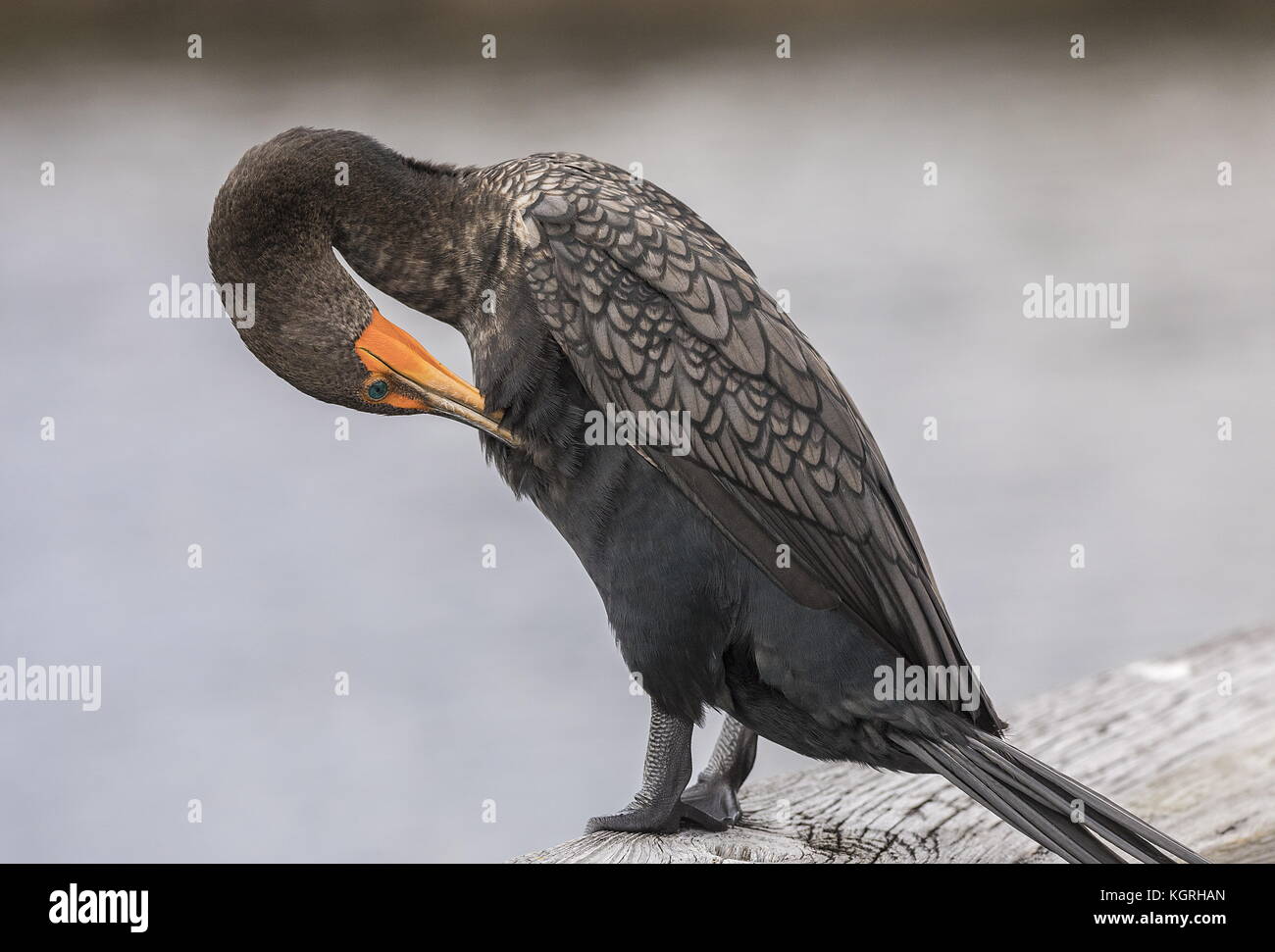 Double-Crested Cormorant, Phalacrocorax auritus, in der Unterarten bekannt als Florida Kormoran, Phalacrocorax auritus Floridanus. Florida. Stockfoto