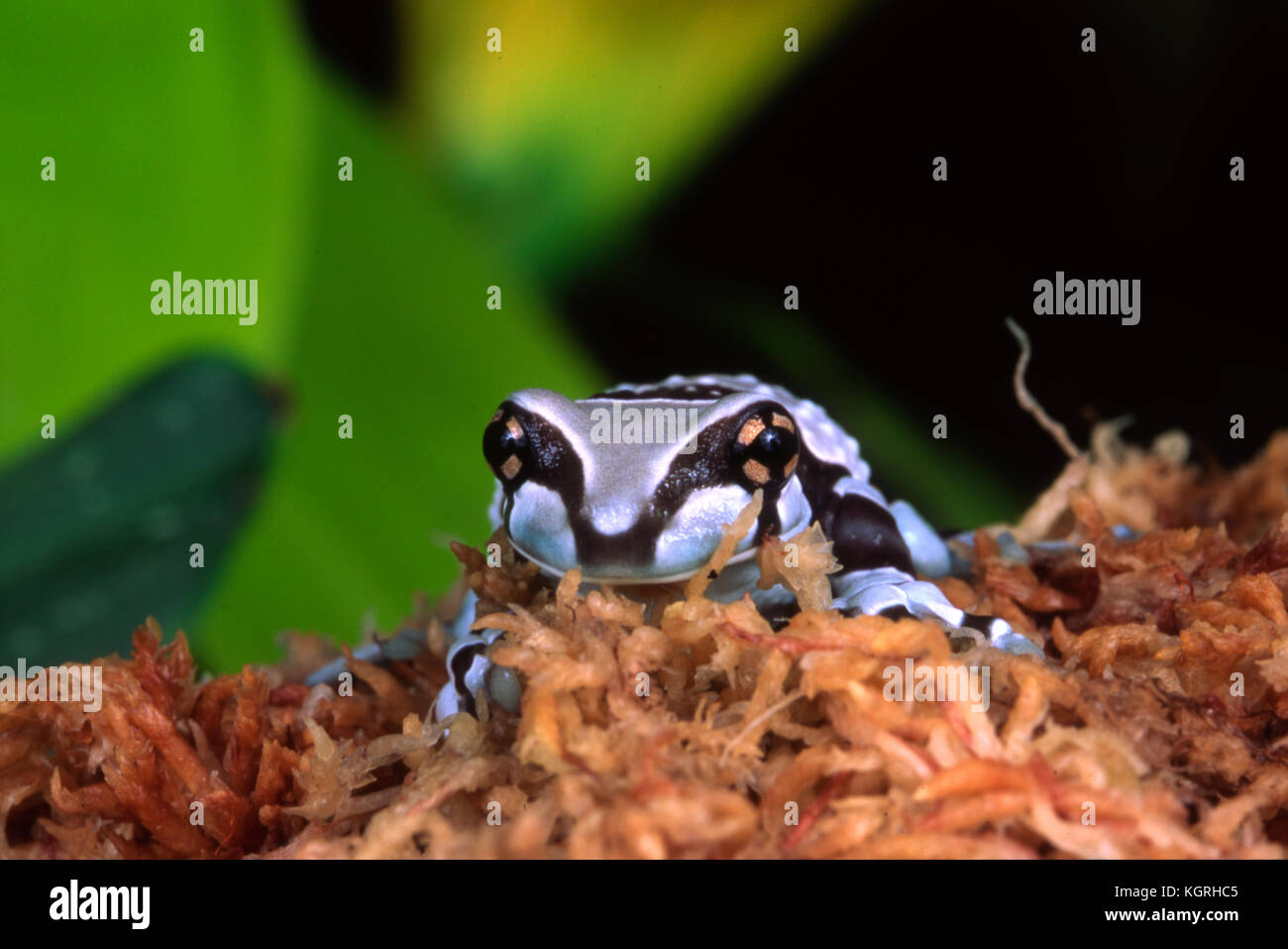 Amazonian Milch Frosch, phrynohyas resinifictrix, Südamerika Stockfoto