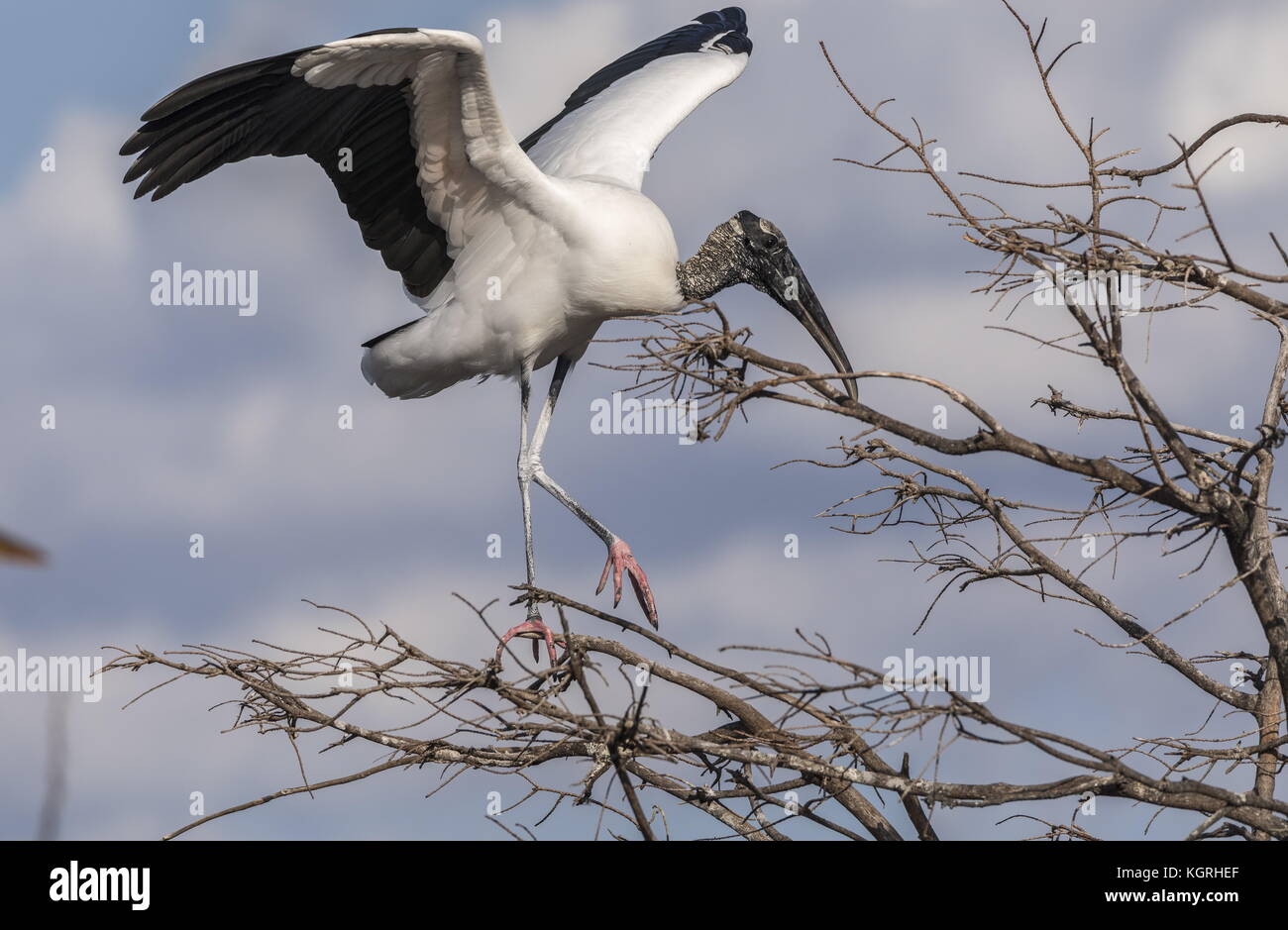 Holz Storch, Mycteria americana, in der Kolonie thront, South Florida. Stockfoto