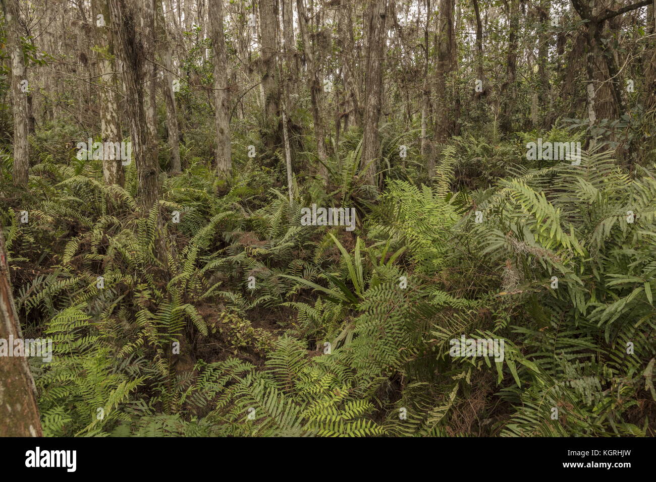 Swamp cypress Sümpfe in Loxahatchee, mit Sumpf Farn, Gurt Farn und Royal fern. Everglades, Florida. Arthur R. Marshall Loxahatchee National Wildlife Stockfoto