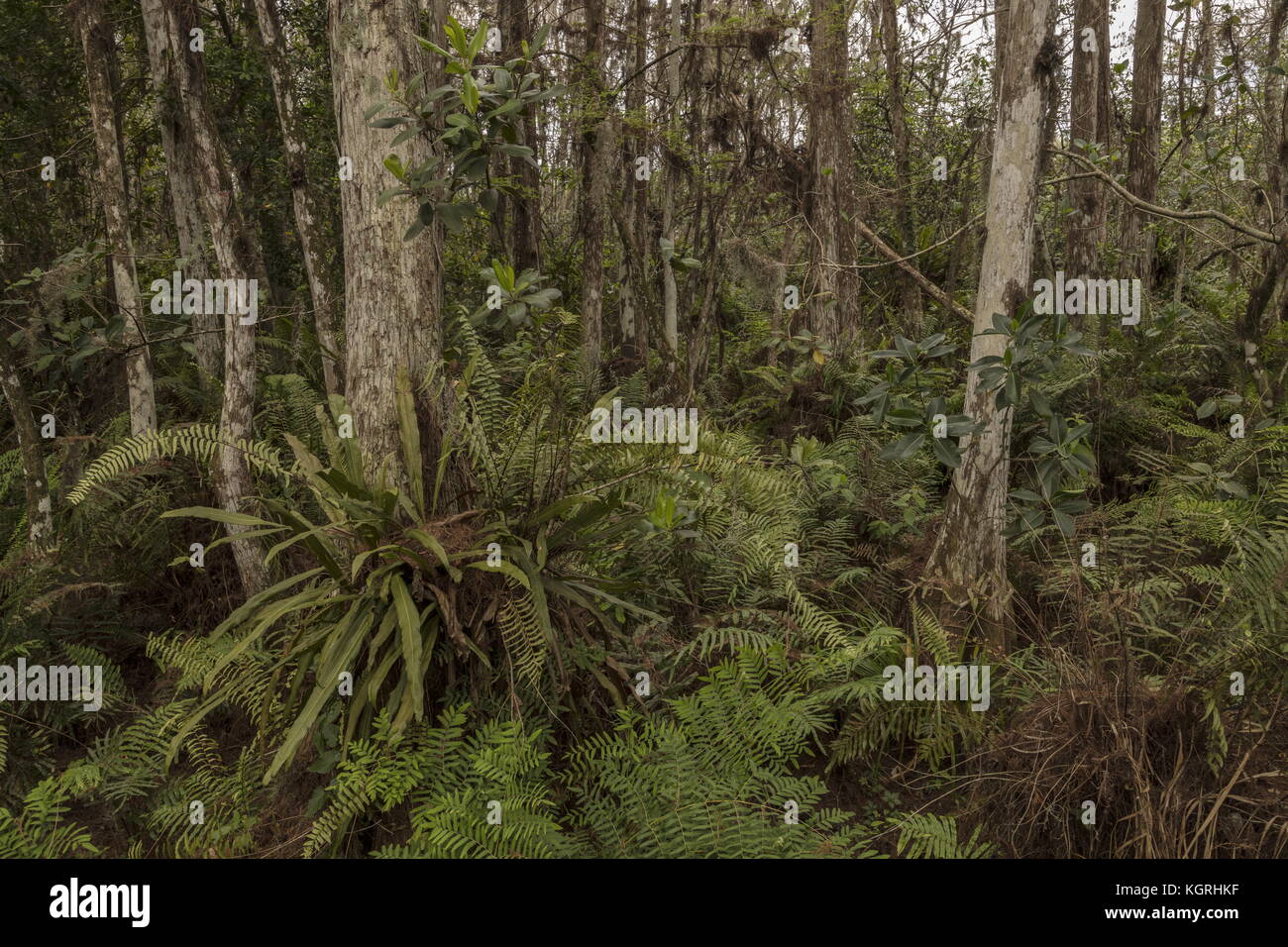 Swamp cypress Sümpfe in Loxahatchee, mit Sumpf Farn, Gurt Farn und Royal fern. Everglades, Florida. Arthur R. Marshall Loxahatchee National Wildlife Stockfoto