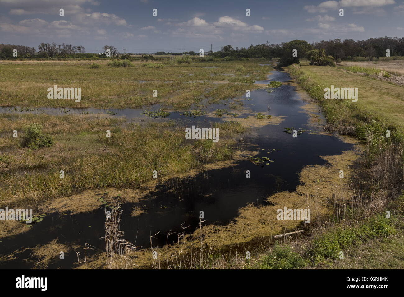 Feuchtgebiete an der Arthur R. Marshall Loxahatchee National Wildlife Refuge öffnen. Everglades, Florida. Stockfoto