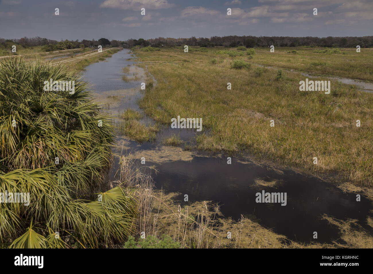 Feuchtgebiete an der Arthur R. Marshall Loxahatchee National Wildlife Refuge öffnen. Everglades, Florida. Stockfoto