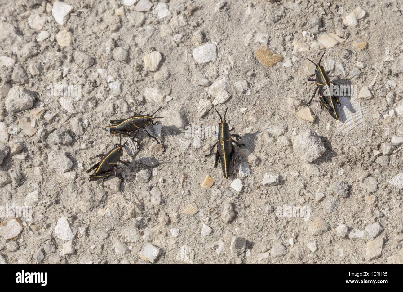 Geselliges Nymphen der Östlichen lubber Heuschrecke, Romalea microptera, auf offenen Boden, Loxahatchee, Florida. Stockfoto