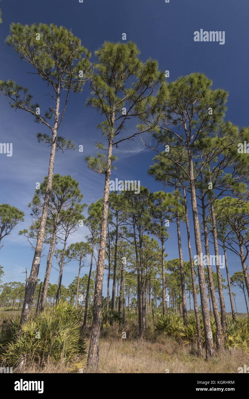Florida Fichte Kiefer Pinus clausa, in Savannen Preserve State Park, an der Ostküste von Florida. Stockfoto