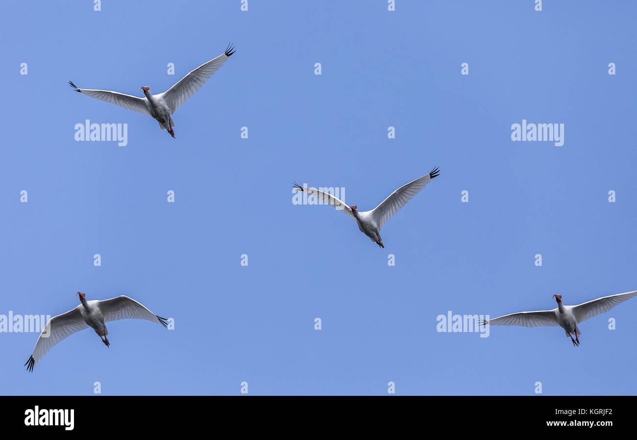 Herde von American White ibis, Eudocimus Albus im Flug, Florida. Stockfoto