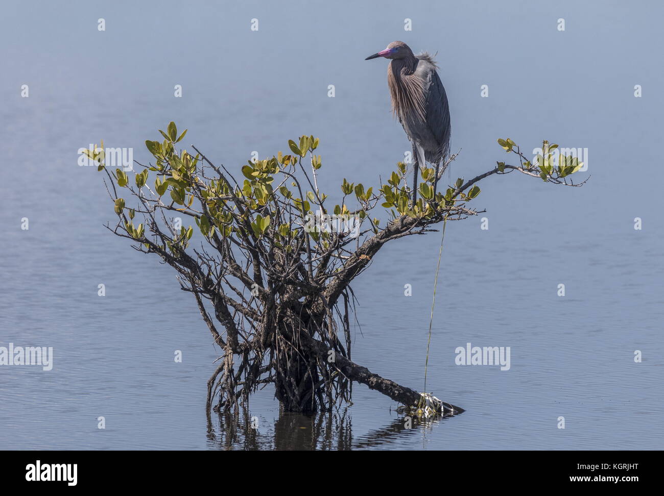 Rötlich egret, Egretta rufescens auf rote Mangrove thront, Rhizophora mangle, Bush in der Lagune, Florida Stockfoto