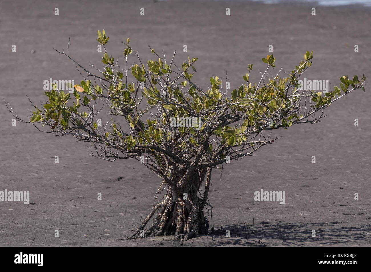 Junge Büsche der rote mangrove Rhizophora mangle, in der flachen Lagune, East Florida. Stockfoto