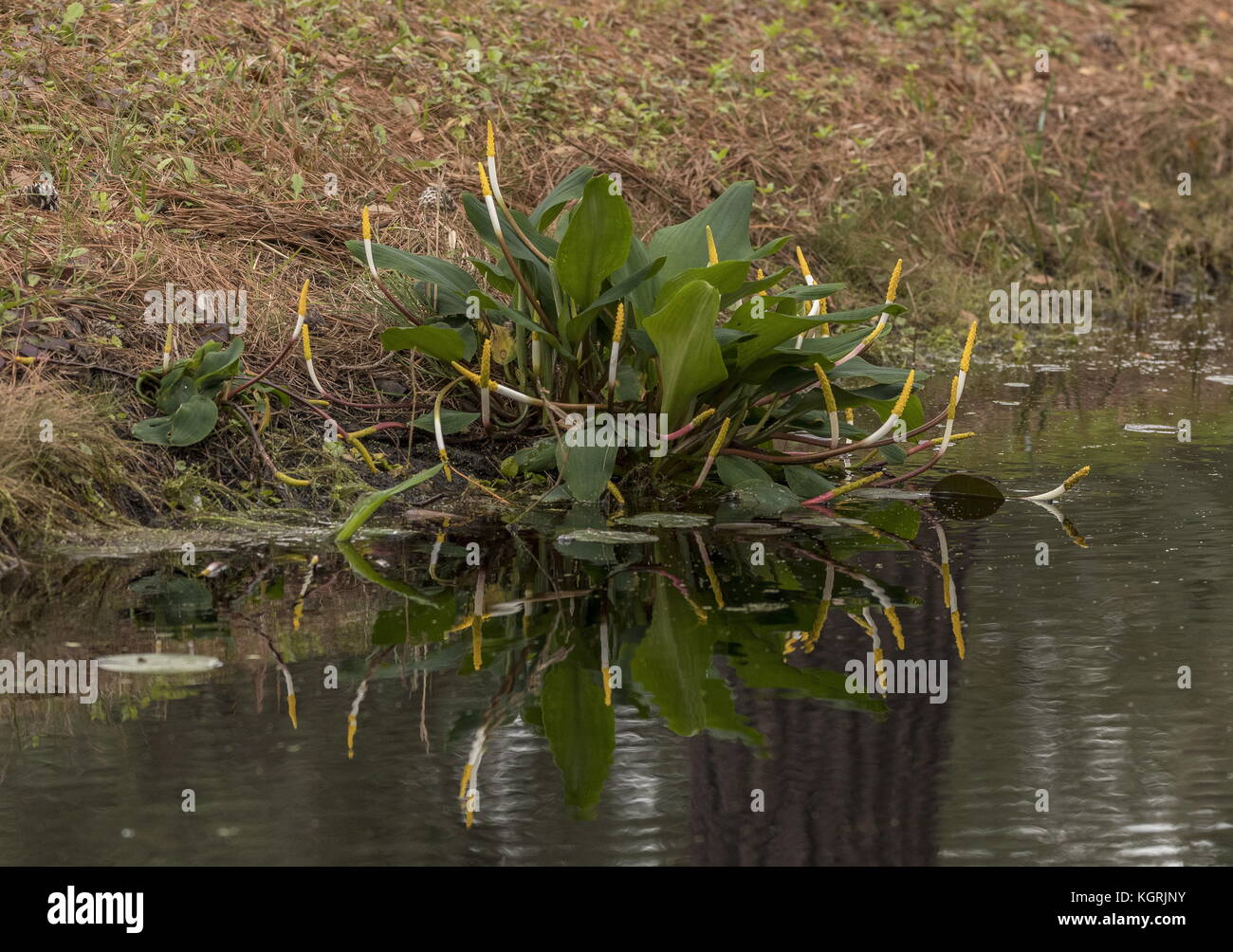 Büschel der Golden-Club, Orontium aquaticum, Okefenokee Swamp, Georgien, Stockfoto