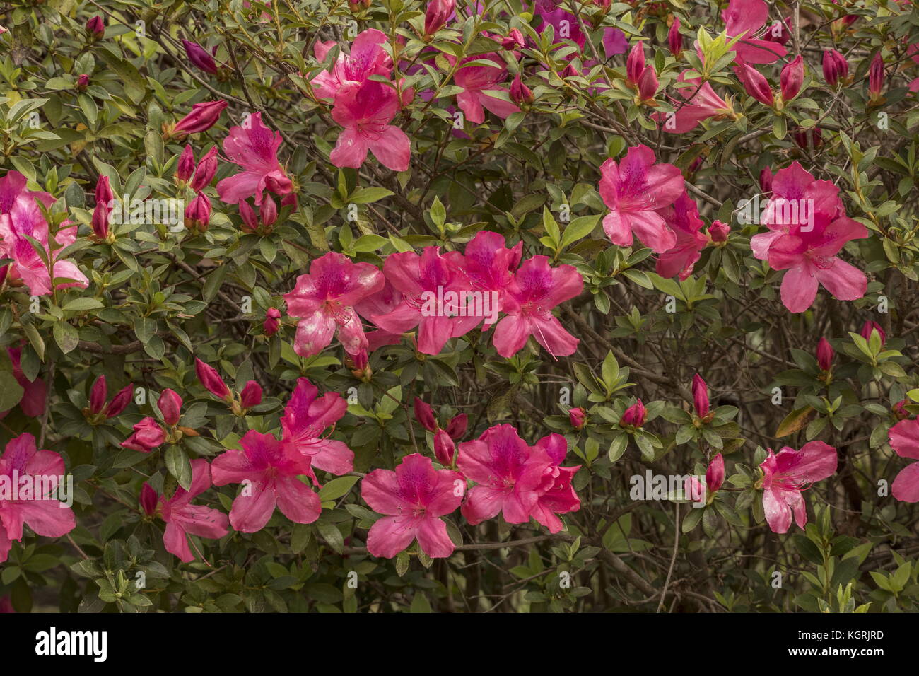 Rosa Azalea, Rhododendron periclymenoides, in der Blume in Georgien Sumpf. Stockfoto