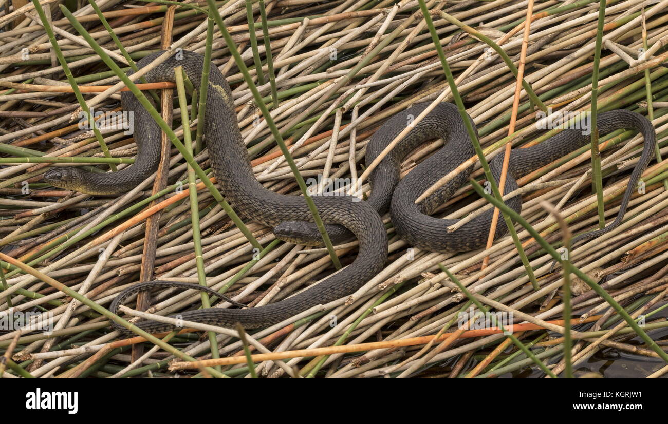 Zwei Florida Green Wasserschlangen, Nerodia floridana Vegetation, Florida am Pool sonnen. Stockfoto