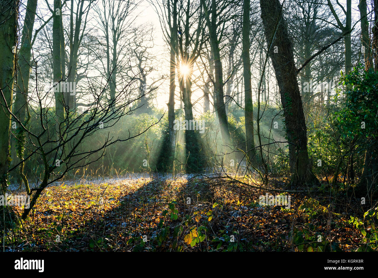 Sonnenlicht durch die Bäume Stockfoto