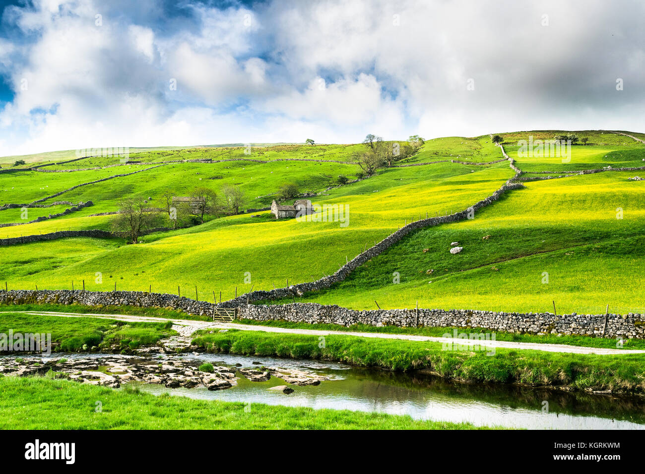 Spring yorkshire Ranunkeln Stockfoto