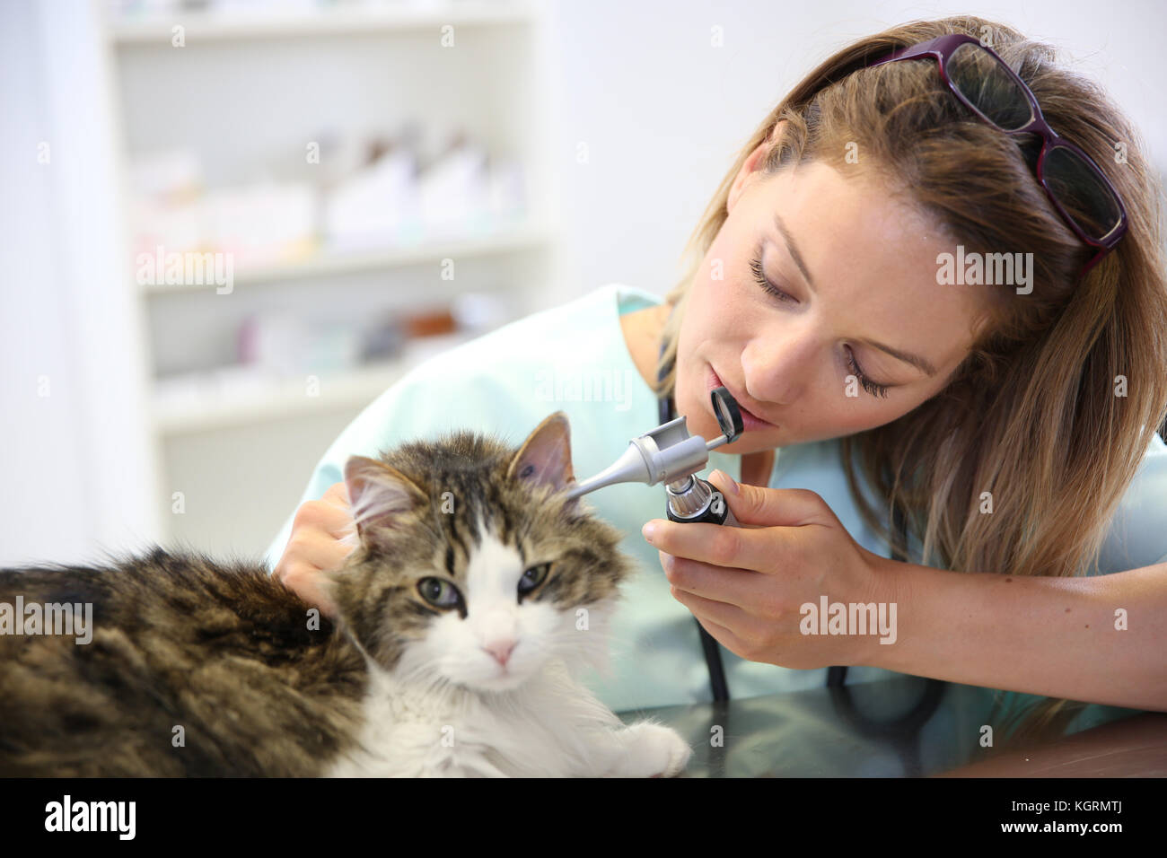 Tierarzt Prüfung cat Infektion des Ohrs Stockfoto