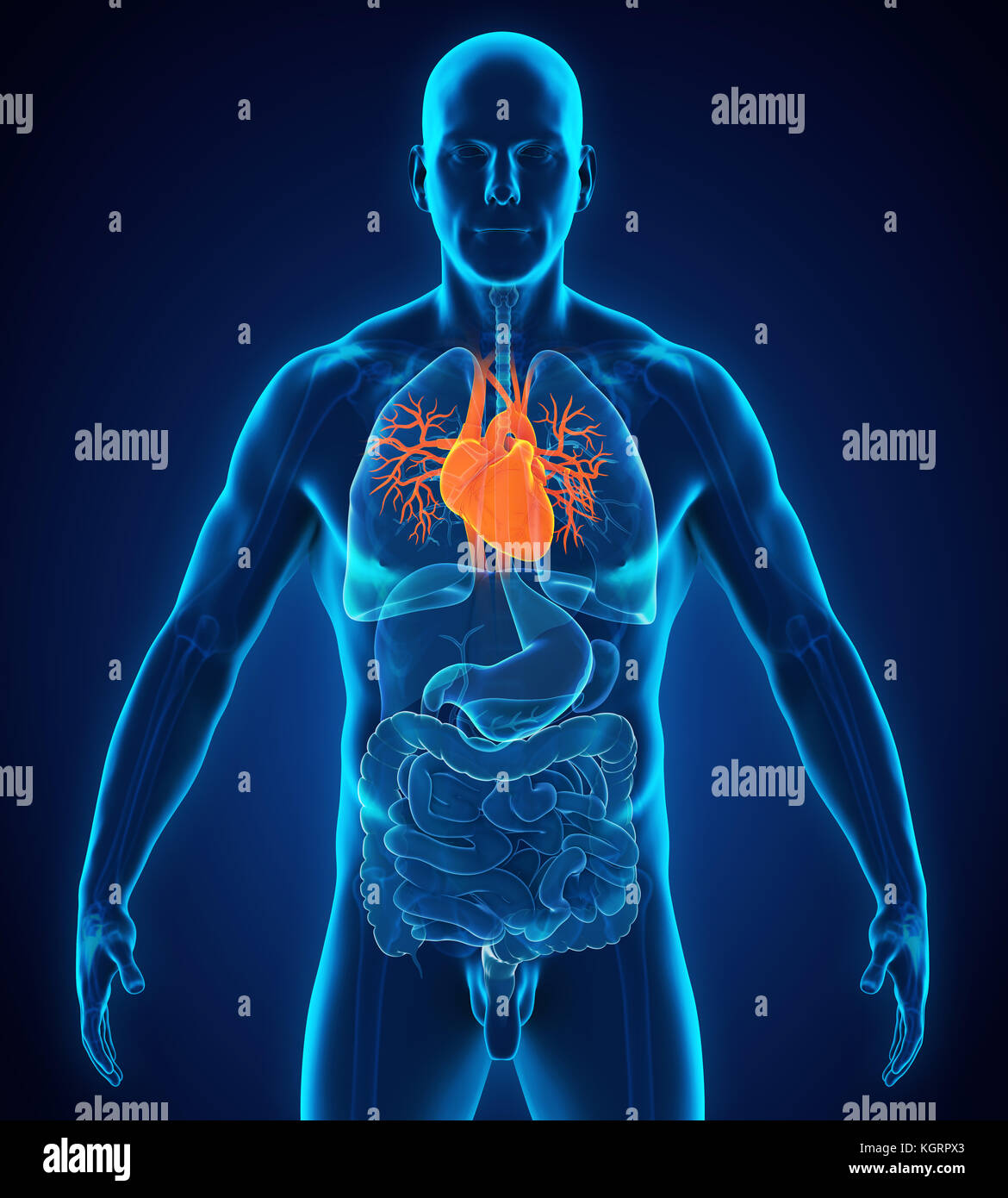 Anatomie herz kreislauf -Fotos und -Bildmaterial in hoher Auflösung – Alamy