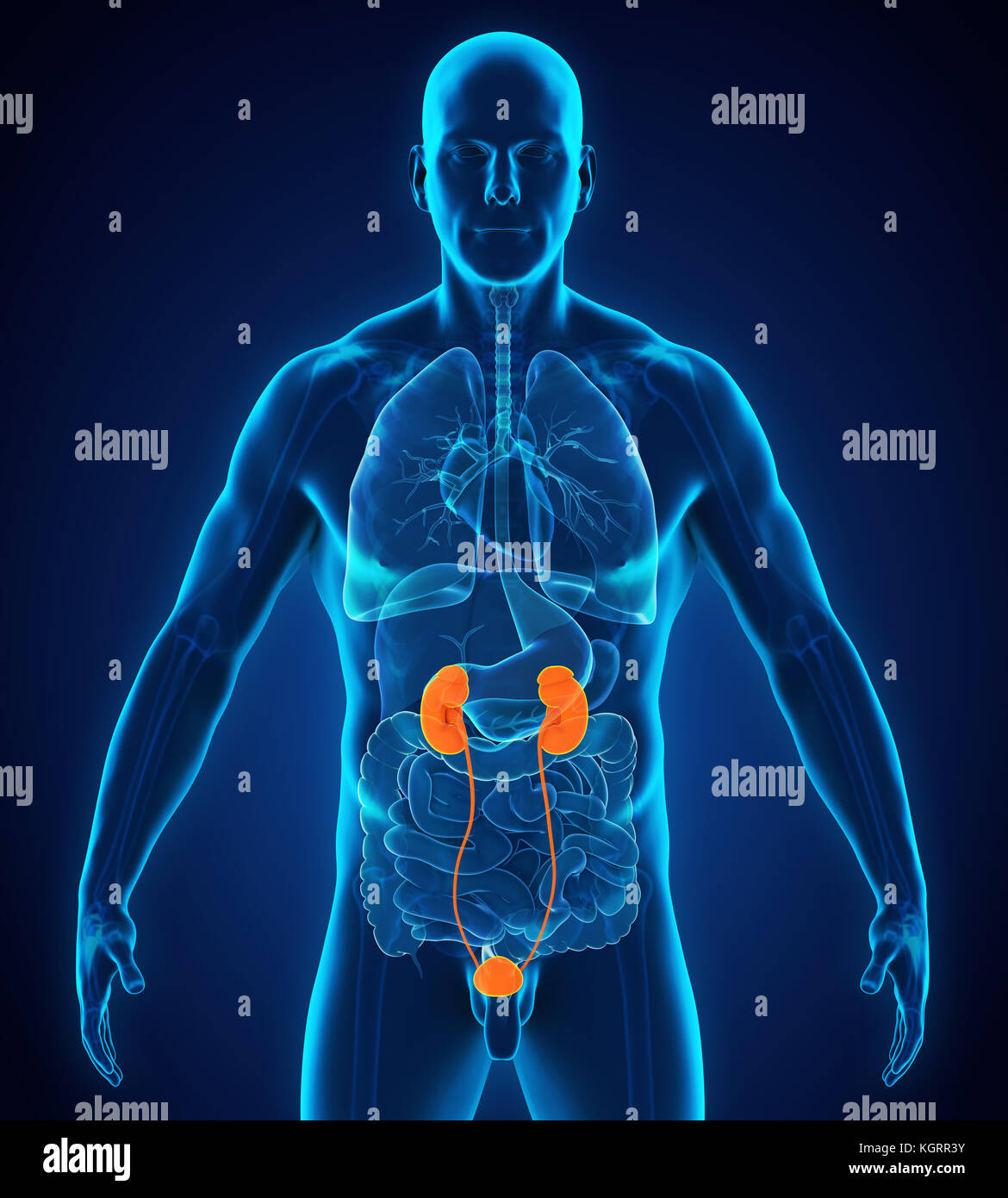 Menschlichen Nieren Anatomie Stockfoto