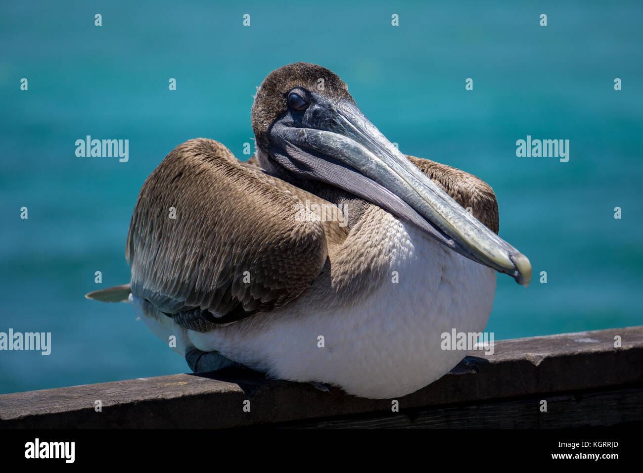 Pelikan in Dania Beach Fishing Pier, Florida Stockfoto