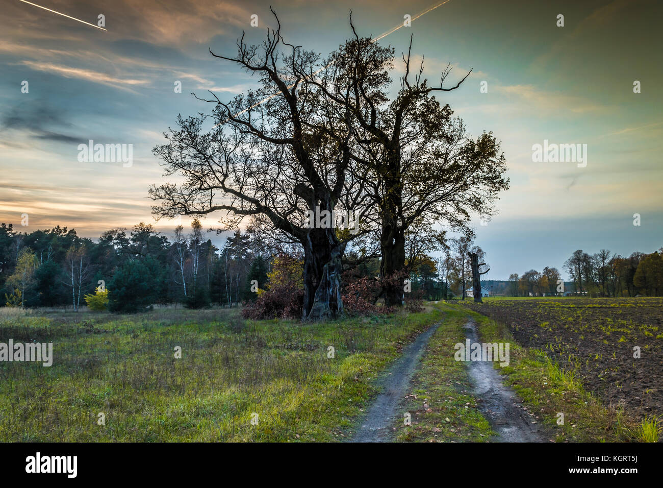 Einsame Eiche in die untergehende Sonne Stockfoto