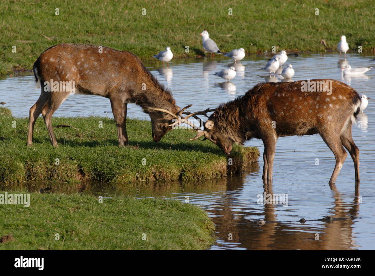 Sika Deer Stags Stockfoto