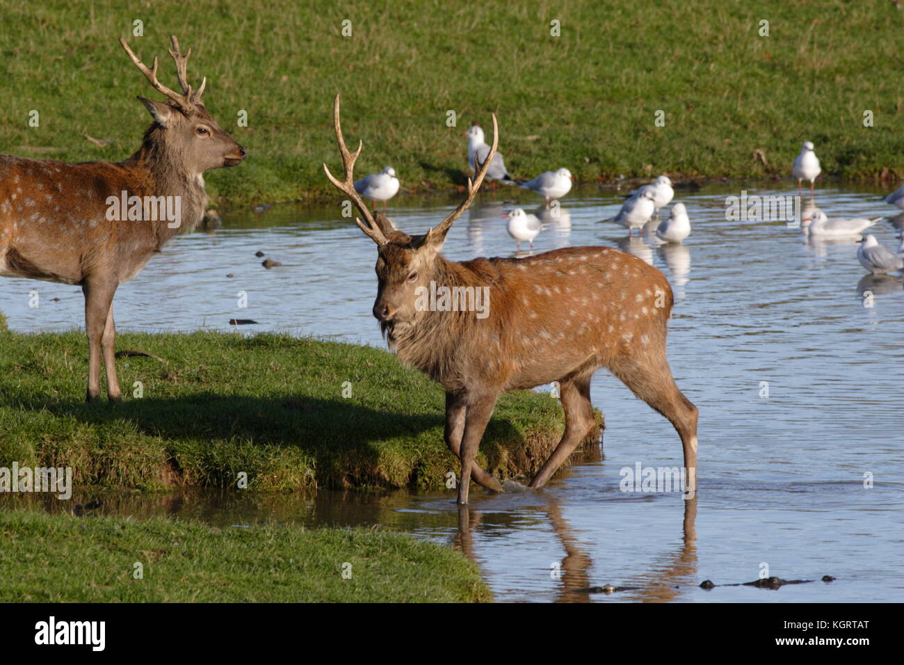 Sika Deer Stags Stockfoto