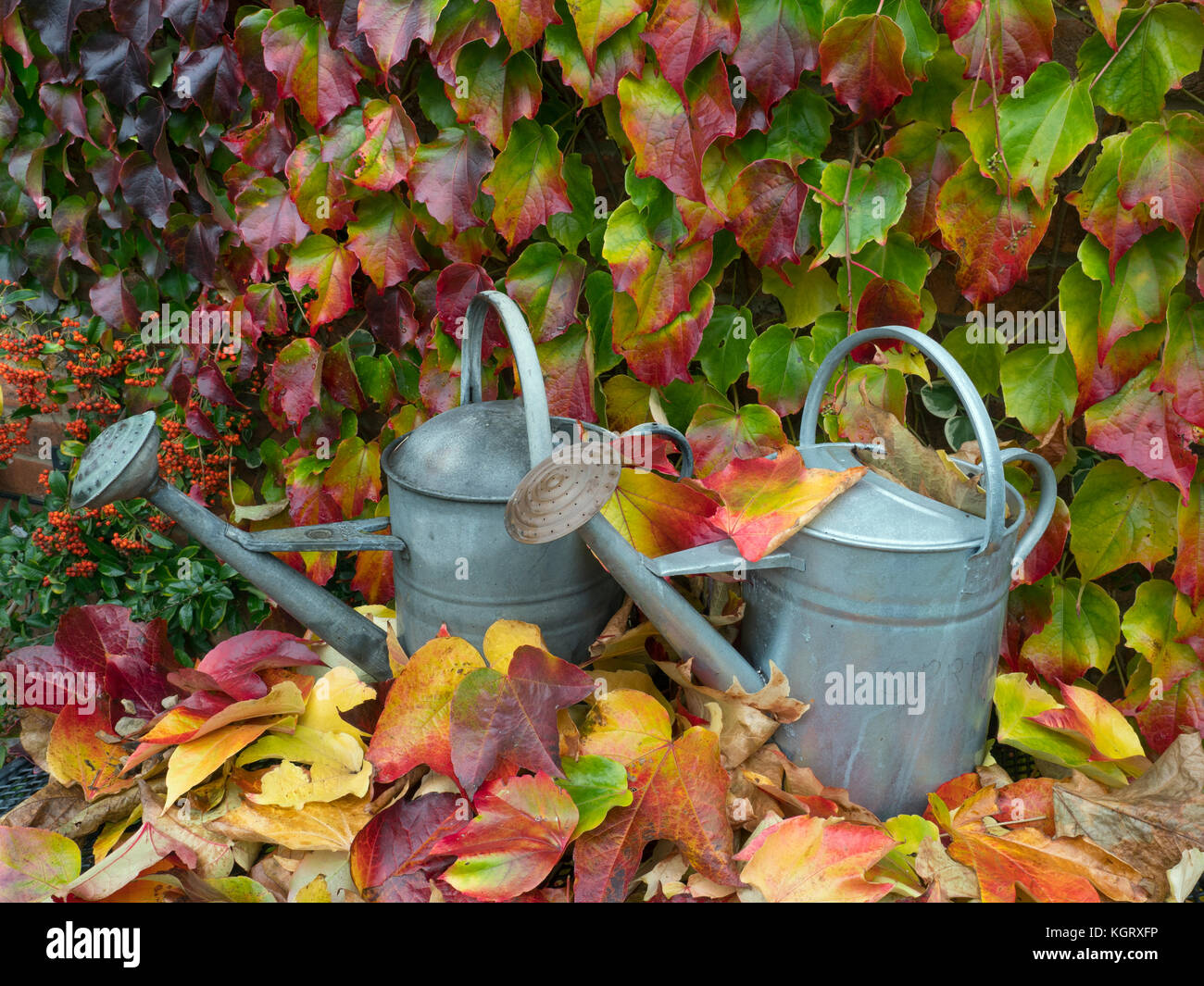 Alte Gießkanne und gefallenen Blätter von wildem Wein Parthenocissus Subtomentosa Stockfoto
