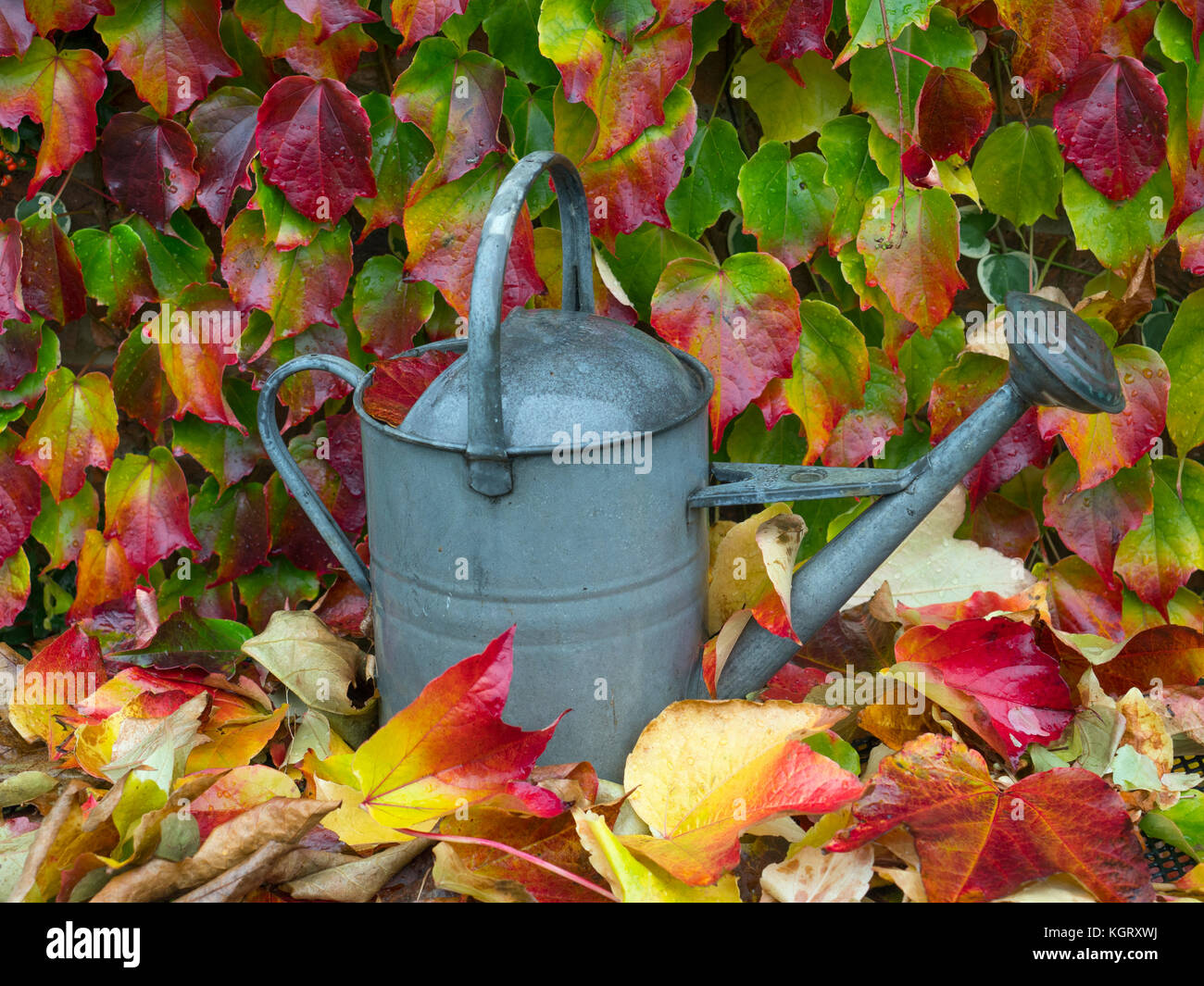 Alte Gießkanne und gefallenen Blätter von wildem Wein Parthenocissus Subtomentosa Stockfoto