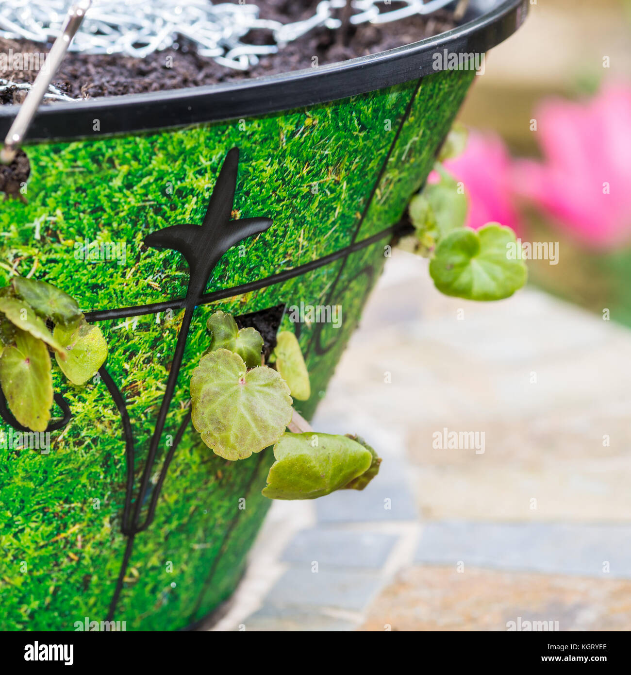 Eine Makroaufnahme einer blumenampel gepflanzt mit Begonia stecker Pflanzen. Stockfoto