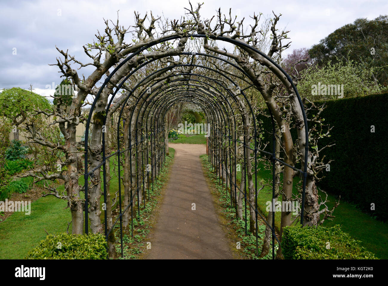 Apple Arch, Malus, Früchte, Bäume, Baum, Zug, ausgebildet, barnsdale Gärten, Geoff Hamilton, BBC, TV-Moderatorin, Garten, RM Floral Stockfoto