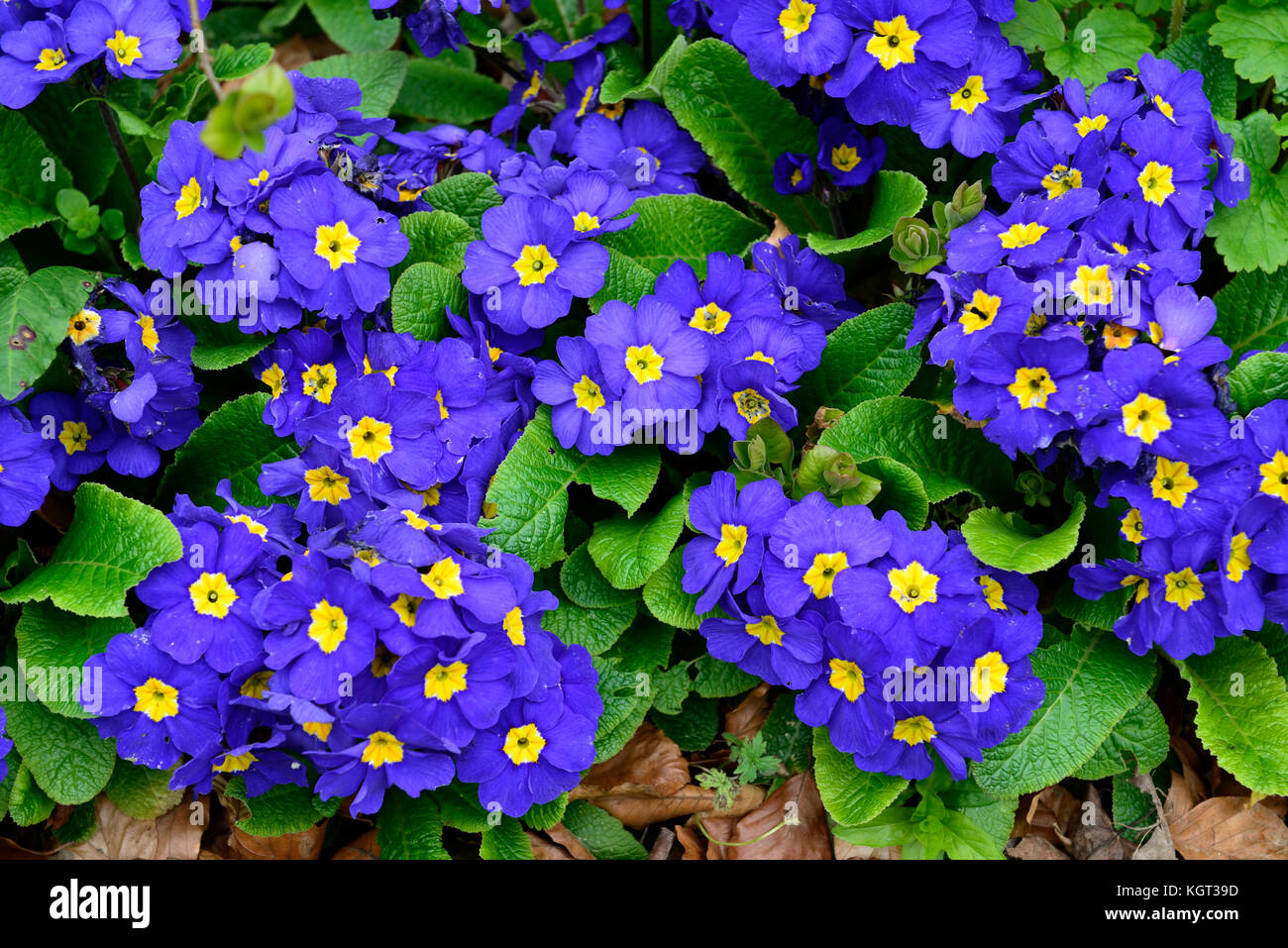 Primula Crescendo Blautönen, primel Crescendo Blautönen, Primel, Primeln, blau, Blumen, blühen, Blüte, Blüten, gelben Augen, RM Floral Stockfoto