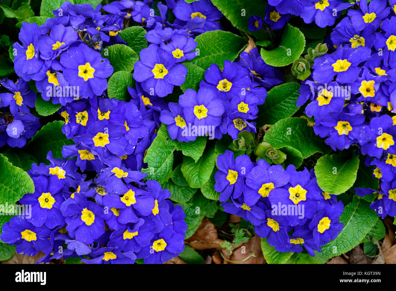 Primula Crescendo Blautönen, primel Crescendo Blautönen, Primel, Primeln, blau, Blumen, blühen, Blüte, Blüten, gelben Augen, RM Floral Stockfoto