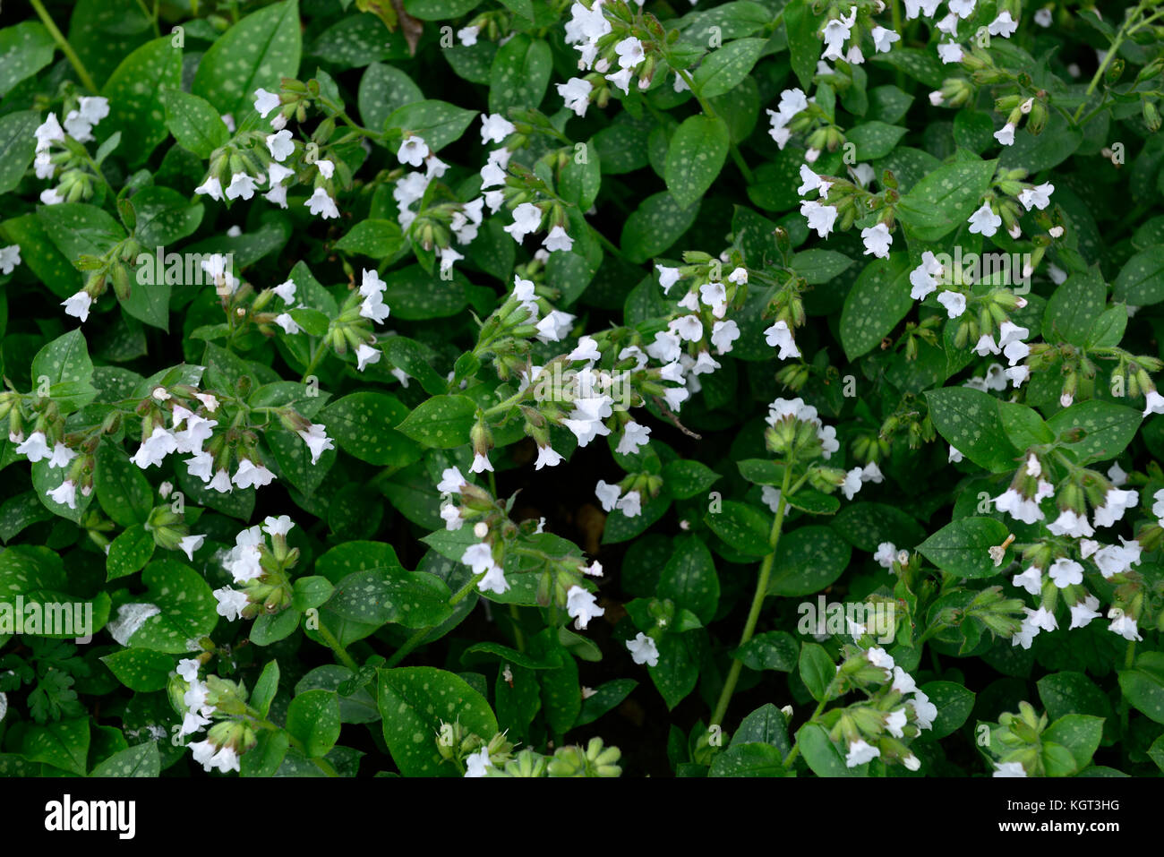 Pulmonaria officinalis Sissinghurst weiß, Blume, weiß, pulmonaria, Blumen, Frühling, blühen, Nahaufnahme, Stauden, Grün, getupft, Laub, lungwor Stockfoto