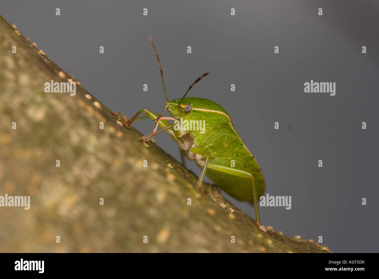 Cimicidea Makro Stockfoto