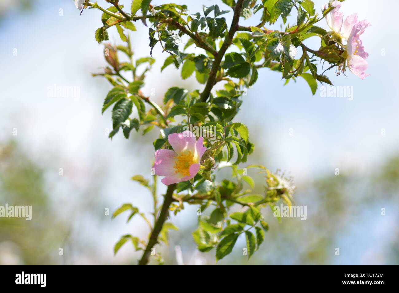 Wild Rose Blume in der Landschaft wächst Stockfoto