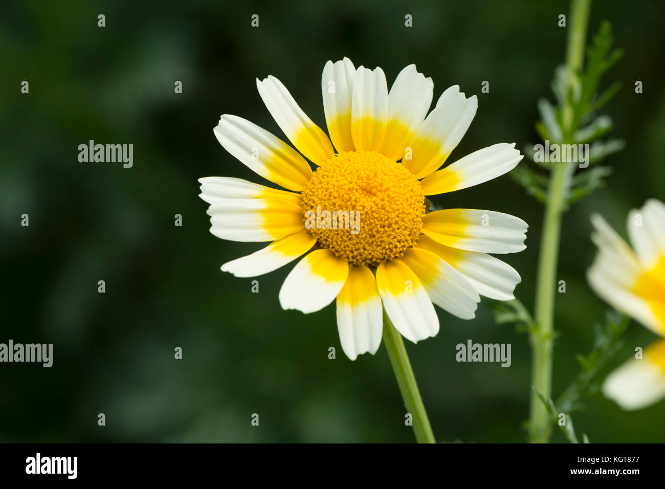 Glebionis coronaria Chrysanthemen, einem weißen und gelben Gänseblümchen. gemeinsamen Namen umfassen: girlande Chrysantheme, Girlande, die Grüns, essbare Chrysantheme, Cro Stockfoto