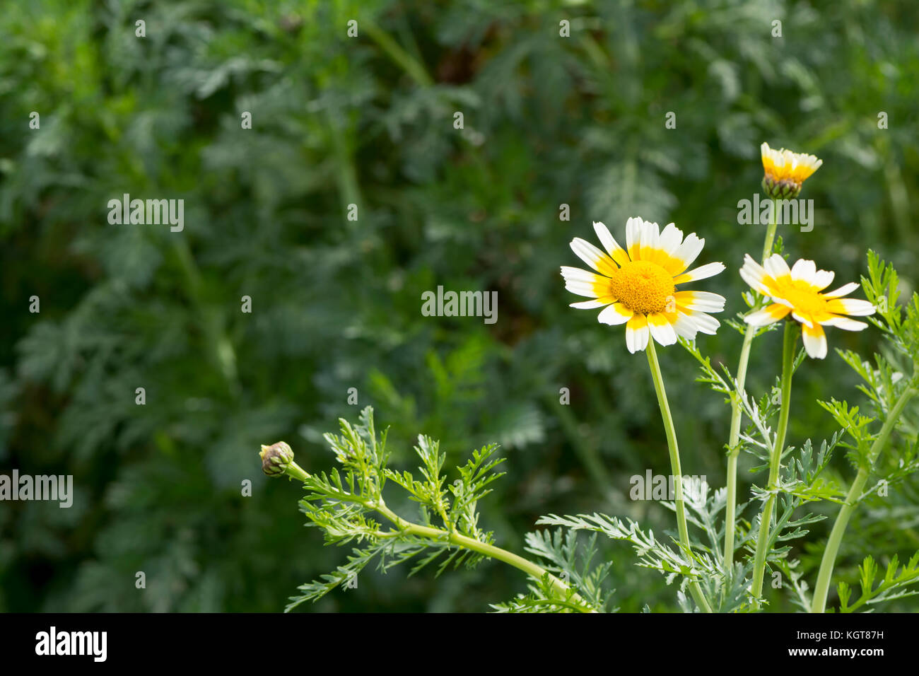Glebionis coronaria Chrysanthemen, einem weißen und gelben Gänseblümchen. gemeinsamen Namen umfassen: girlande Chrysantheme, Girlande, die Grüns, essbare Chrysantheme, Cro Stockfoto