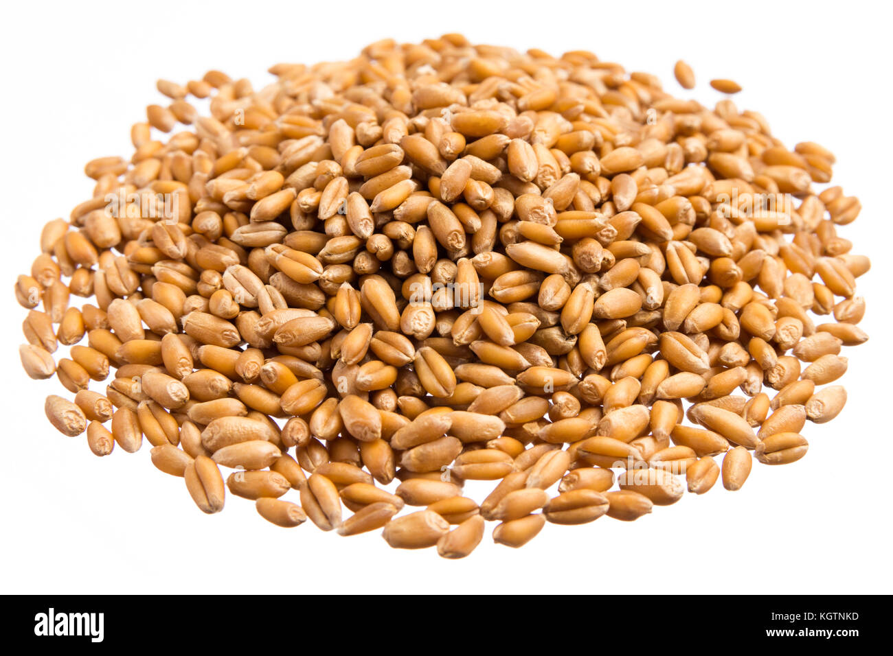 Triticum aestivum ist der wissenschaftliche Name von Weizen Getreide. Auch  bekannt als trigo (Portugiesisch und Spanisch). Stapel von Körner,  isolierten weißen Hintergrund Stockfotografie - Alamy