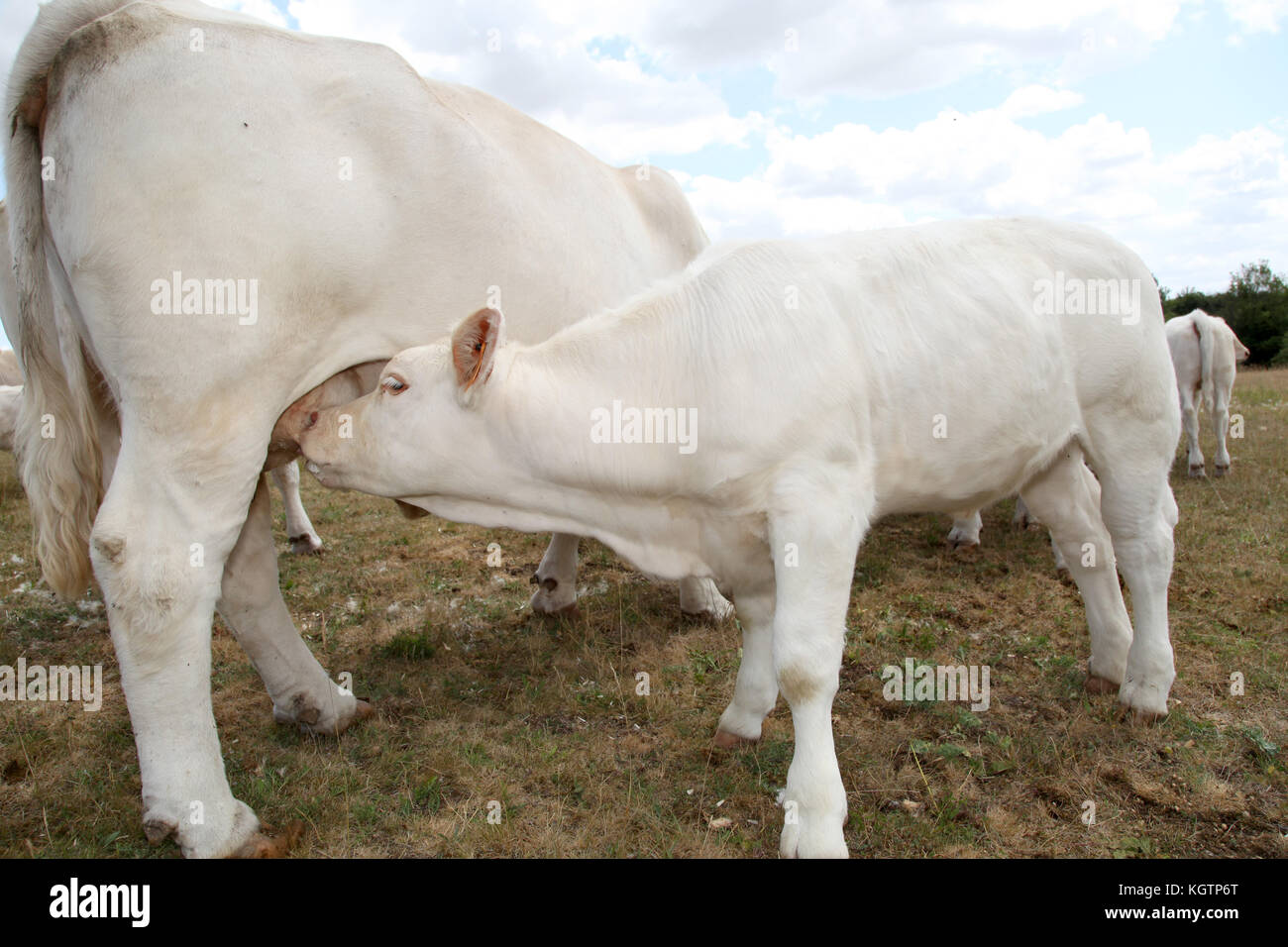 Nahaufnahme auf Kalb saugen kuh euter Stockfoto