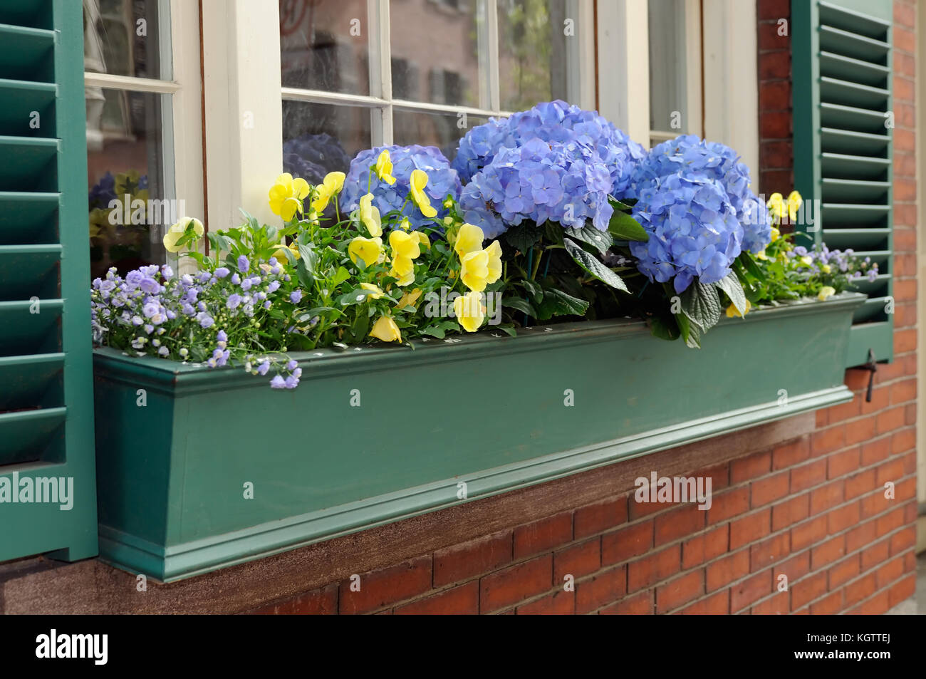 Grüne Fenster mit blauen Hortensien und gelbe Stiefmütterchen. container Garten in der Stadt Stockfoto